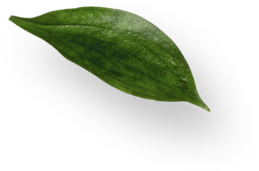 leaf